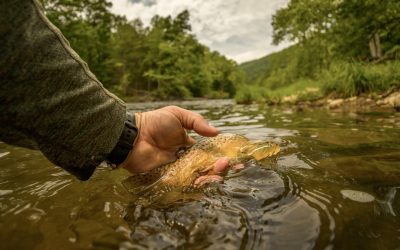 The Hard Truth About Why You Can’t See Your Dry Fly