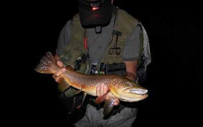 The shakes, and why we love big trout