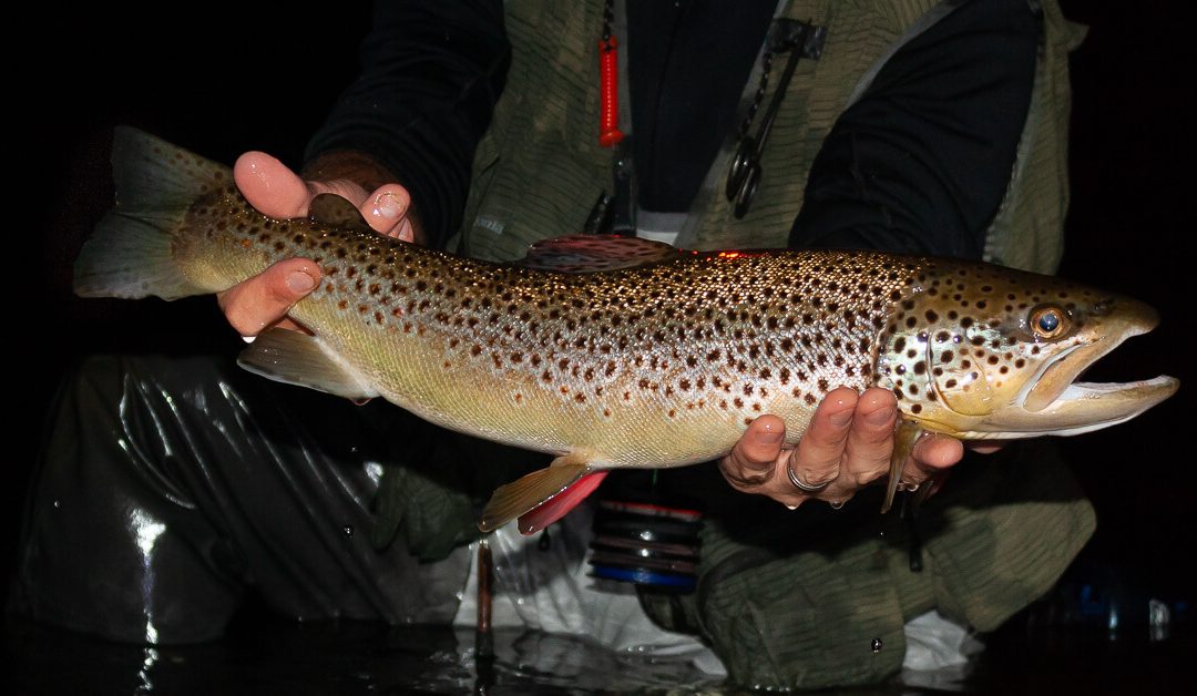 Night Fishing for Trout — Drifting and Swinging Flies