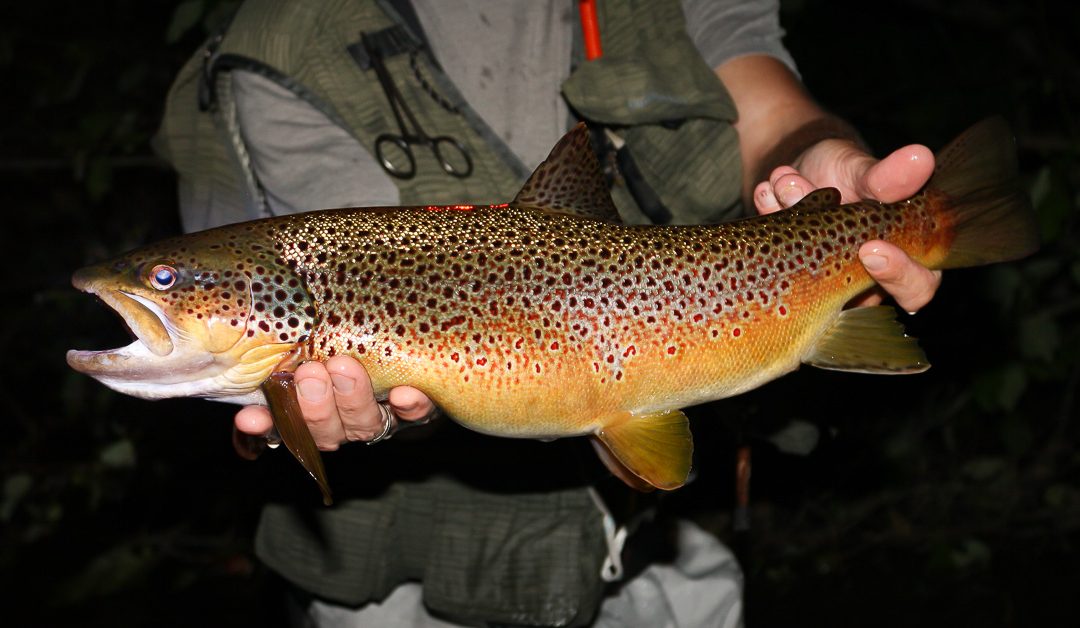Night Fishing for Trout — Backstory: Drifting and Swinging